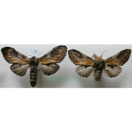 Notodonta ziczac (Linnaeus, 1758) pair Garbatka zygzakówka Czech2f
